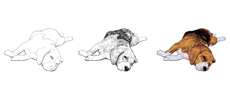 Beagle is laying down and almost fallen asleep のイラスト素材