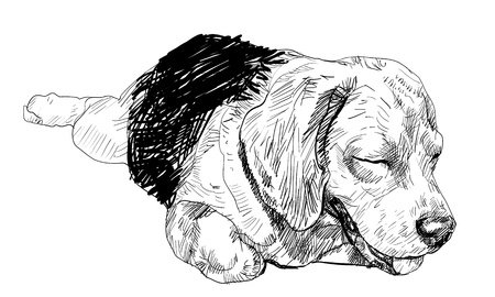 Beagle is laying down and almost fallen asleep のイラスト素材