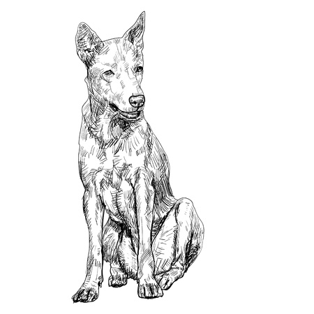 The sitting thai dog on the white background のイラスト素材