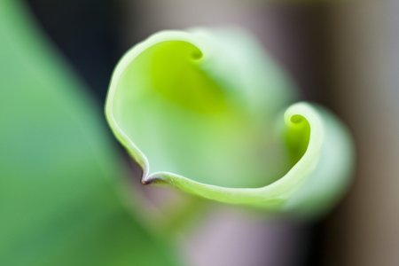 Macro of the heart shape of lotus leafの写真素材