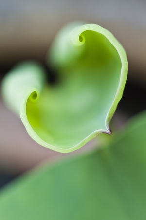 Macro of the heart shape of lotus leafの写真素材