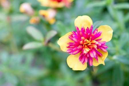 Pigweed flower on blur backgroundの写真素材