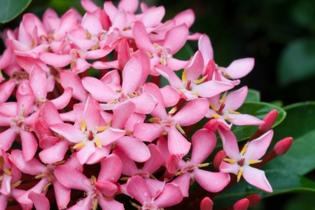 The bouquet of pink Ixora flowerの写真素材