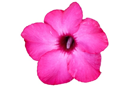 The isolated of desert rose flowerの写真素材