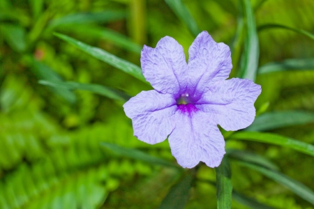 Ruellias flower on green background の写真素材