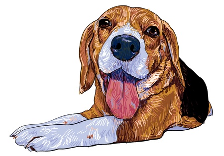 The front view of laying down beagle のイラスト素材