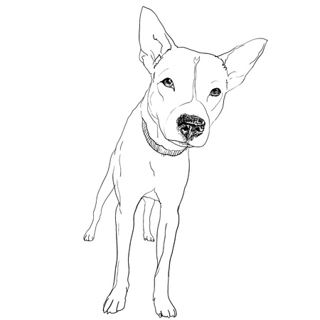 The local thai dog in perspective viewのイラスト素材