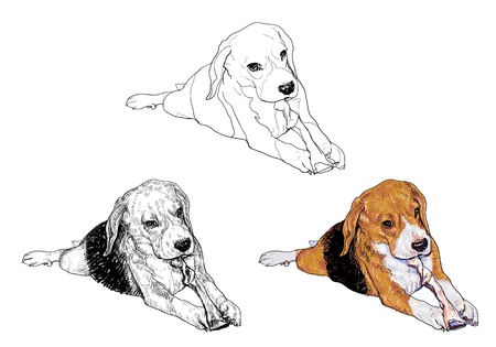 Beagle is chewing the bone stick のイラスト素材
