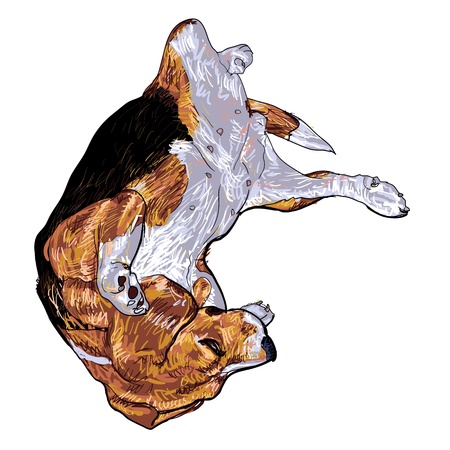 Beagle is laying downon funny pose のイラスト素材