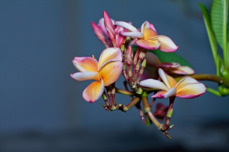Bunch of pink bignonia on twighlight baclgroundの写真素材