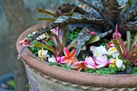 Bignonia fallen on flower pot の写真素材