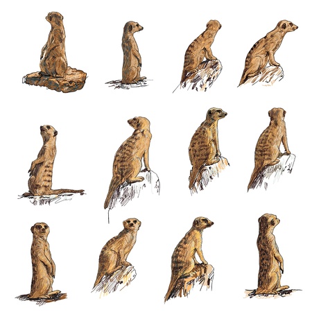 The vector set of meerkat in many posesのイラスト素材