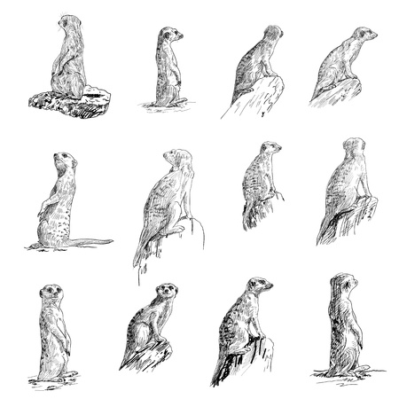 The vector set of meerkat in many posesのイラスト素材