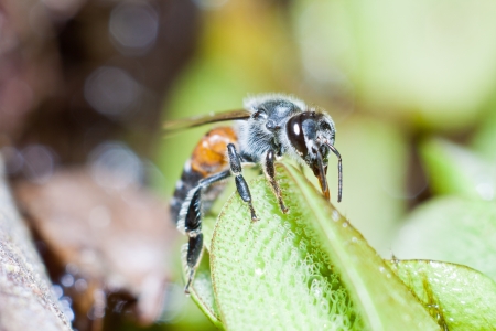 A bee is finding sweet from pollenの写真素材