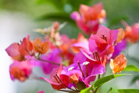The colorful of Bougainvillea flower.の写真素材