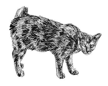 Short tail cat watching to something のイラスト素材
