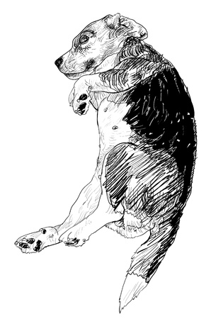 Beagle is laying down in funny pose のイラスト素材