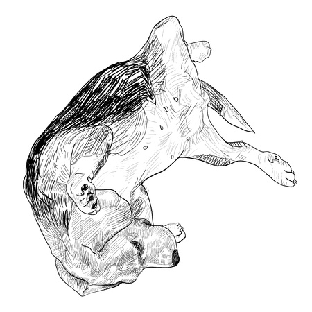 Beagle is laying down in turn over position のイラスト素材