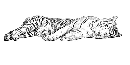  sleeping white tiger のイラスト素材