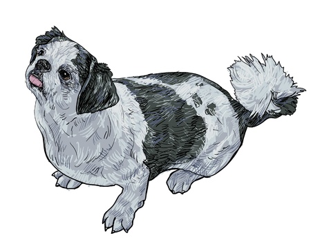 Shihtzu is sitting and look like its waiting for a thingのイラスト素材