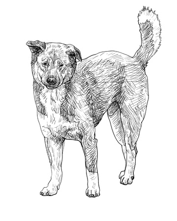 The of stray dogのイラスト素材