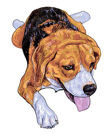 The front view of lying down beagle.のイラスト素材