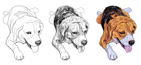 The front view of lying down beagle.のイラスト素材