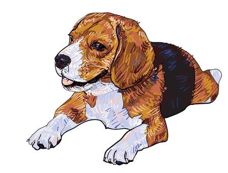 The vector of lying beagleの写真素材