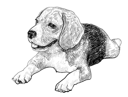 The vector of lying beagleの写真素材