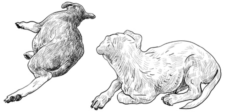 The back side of two laying down dogs のイラスト素材
