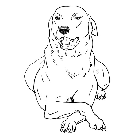 The dog is laying down on elegance poseのイラスト素材