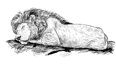 Lion is sleeping on the rockのイラスト素材