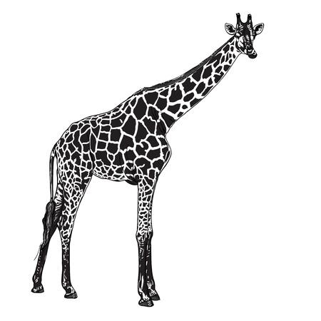 The vector of giraffe in chewing  postureのイラスト素材