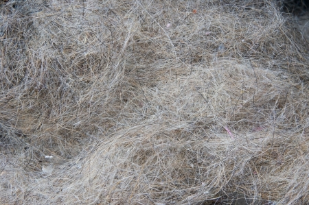 Beagle's fallen hairの写真素材