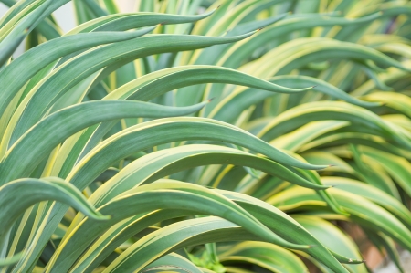 Close up of Agave americana treeの写真素材