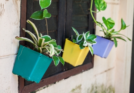 Tree pot hanging at the window の写真素材
