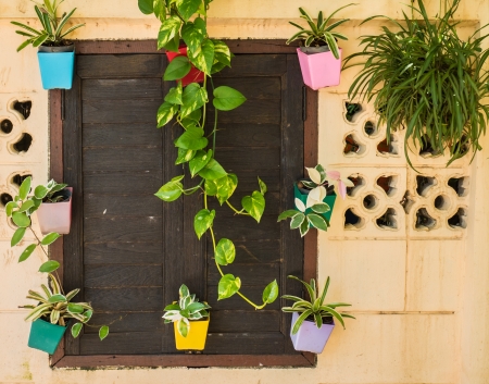 Tree pot hanging at the window の写真素材