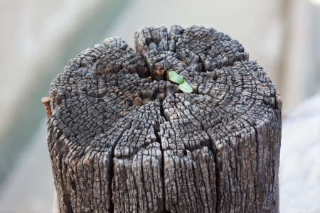 Small plant is growing on the dry log as a struggle of our lifeの写真素材