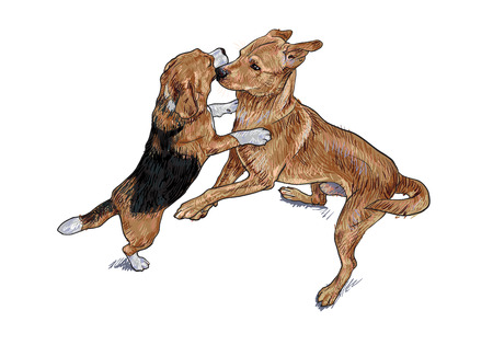Beagle and Thai dog is play teasing togetherの写真素材