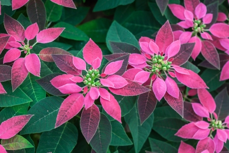 Christmas tree grow in the northern of Thailandの写真素材