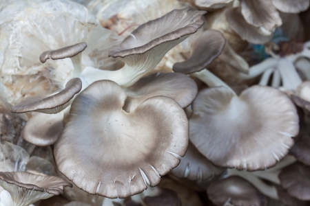 The cultivate of oyster mushroom in plastic that contain sawdust and another materialsの写真素材