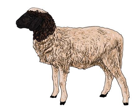 The side of young sheep  on white backgroundのイラスト素材