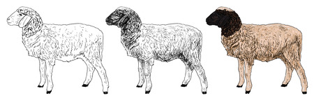 The side of young sheep  on white backgroundのイラスト素材