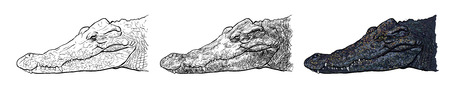 Drawing side view of crocodile's headのイラスト素材