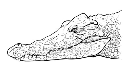 Drawing side view of crocodile's headのイラスト素材
