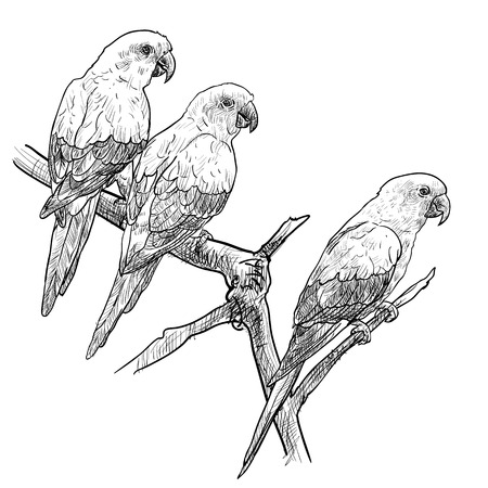 Three parrots hold on the branchのイラスト素材
