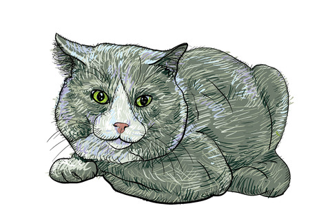 British shorthair cat in crouching poseのイラスト素材