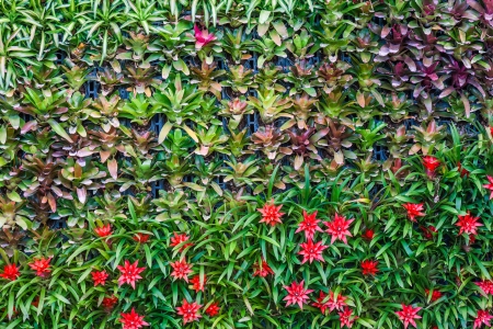 Big group of bromeliad be hanging as a wall の写真素材