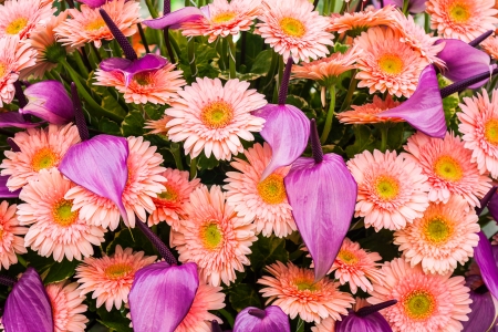 The group of chrysanthemum flowers and flamingo flowerの写真素材