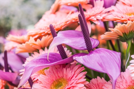 The group of chrysanthemum flowers and flamingo flowerの写真素材